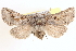  ( - CCDB-17964-H02)  @14 [ ] CreativeCommons - Attribution (2014) CBG Photography Group Centre for Biodiversity Genomics