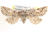  ( - CCDB-17964-H03)  @14 [ ] CreativeCommons - Attribution (2014) CBG Photography Group Centre for Biodiversity Genomics