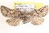  ( - CCDB-17964-H10)  @14 [ ] CreativeCommons - Attribution (2014) CBG Photography Group Centre for Biodiversity Genomics
