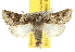  ( - BIOUG07173-B10)  @14 [ ] CreativeCommons - Attribution (2012) CBG Photography Group Centre for Biodiversity Genomics