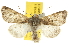  ( - BIOUG07173-B11)  @14 [ ] CreativeCommons - Attribution (2012) CBG Photography Group Centre for Biodiversity Genomics