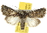  ( - BIOUG07173-B12)  @14 [ ] CreativeCommons - Attribution (2012) CBG Photography Group Centre for Biodiversity Genomics