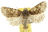  ( - BIOUG07173-C05)  @13 [ ] CreativeCommons - Attribution (2012) CBG Photography Group Centre for Biodiversity Genomics