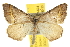  (Macaria austrinata - BIOUG07173-E04)  @15 [ ] CreativeCommons - Attribution (2012) CBG Photography Group Centre for Biodiversity Genomics