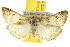  ( - BIOUG07173-G12)  @14 [ ] CreativeCommons - Attribution (2012) CBG Photography Group Centre for Biodiversity Genomics