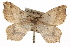  ( - BIOUG06016-A07)  @14 [ ] CreativeCommons - Attribution (2013) CBG Photography Group Centre for Biodiversity Genomics