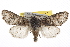 ( - BIOUG06016-B02)  @15 [ ] CreativeCommons - Attribution (2013) CBG Photography Group Centre for Biodiversity Genomics