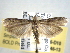  ( - BIOUG06016-D10)  @14 [ ] CreativeCommons - Attribution (2013) CBG Photography Group Centre for Biodiversity Genomics