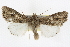  ( - BIOUG06016-F04)  @15 [ ] CreativeCommons - Attribution (2013) CBG Photography Group Centre for Biodiversity Genomics