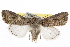  ( - BIOUG06016-F05)  @14 [ ] CreativeCommons - Attribution (2013) CBG Photography Group Centre for Biodiversity Genomics