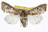 ( - BIOUG06016-G01)  @14 [ ] CreativeCommons - Attribution (2013) CBG Photography Group Centre for Biodiversity Genomics