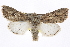  ( - BIOUG06016-G02)  @14 [ ] CreativeCommons - Attribution (2013) CBG Photography Group Centre for Biodiversity Genomics