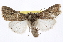  ( - BIOUG06016-G03)  @14 [ ] CreativeCommons - Attribution (2013) CBG Photography Group Centre for Biodiversity Genomics