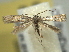  ( - BIOUG06174-H02)  @13 [ ] CreativeCommons - Attribution (2013) CBG Photography Group Centre for Biodiversity Genomics