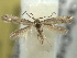  ( - BIOUG06174-H04)  @13 [ ] CreativeCommons - Attribution (2013) CBG Photography Group Centre for Biodiversity Genomics