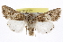  (Scotogramma - BIOUG06175-A07)  @15 [ ] CreativeCommons - Attribution (2013) CBG Photography Group Centre for Biodiversity Genomics