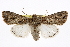  ( - BIOUG06175-B01)  @15 [ ] CreativeCommons - Attribution (2013) CBG Photography Group Centre for Biodiversity Genomics