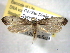  ( - BIOUG06175-B09)  @14 [ ] CreativeCommons - Attribution (2013) CBG Photography Group Centre for Biodiversity Genomics