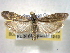  ( - BIOUG06175-B10)  @14 [ ] CreativeCommons - Attribution (2013) CBG Photography Group Centre for Biodiversity Genomics