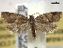  ( - BIOUG06175-C02)  @14 [ ] CreativeCommons - Attribution (2013) CBG Photography Group Centre for Biodiversity Genomics