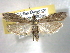  ( - BIOUG06175-C11)  @14 [ ] CreativeCommons - Attribution (2013) CBG Photography Group Centre for Biodiversity Genomics