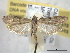  ( - BIOUG06175-E12)  @14 [ ] CreativeCommons - Attribution (2013) CBG Photography Group Centre for Biodiversity Genomics