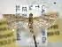  ( - BIOUG06175-F03)  @13 [ ] CreativeCommons - Attribution (2013) CBG Photography Group Centre for Biodiversity Genomics