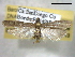  ( - BIOUG06175-F08)  @13 [ ] CreativeCommons - Attribution (2013) CBG Photography Group Centre for Biodiversity Genomics