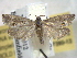  ( - BIOUG06175-F10)  @13 [ ] CreativeCommons - Attribution (2013) CBG Photography Group Centre for Biodiversity Genomics
