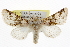  (Unciella - BIOUG06175-H08)  @15 [ ] CreativeCommons - Attribution (2013) CBG Photography Group Centre for Biodiversity Genomics