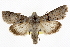  ( - BIOUG06175-H09)  @15 [ ] CreativeCommons - Attribution (2013) CBG Photography Group Centre for Biodiversity Genomics