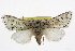  ( - BIOUG06175-H11)  @14 [ ] CreativeCommons - Attribution (2013) CBG Photography Group Centre for Biodiversity Genomics