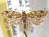  ( - BIOUG06177-A01)  @14 [ ] CreativeCommons - Attribution (2013) CBG Photography Group Centre for Biodiversity Genomics
