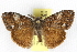  ( - BIOUG06177-A12)  @14 [ ] CreativeCommons - Attribution (2013) CBG Photography Group Centre for Biodiversity Genomics