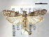 ( - BIOUG06177-E06)  @14 [ ] CreativeCommons - Attribution (2013) CBG Photography Group Centre for Biodiversity Genomics