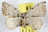  ( - BIOUG06177-G04)  @14 [ ] CreativeCommons - Attribution (2013) CBG Photography Group Centre for Biodiversity Genomics