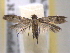  ( - BIOUG06178-A11)  @13 [ ] CreativeCommons - Attribution (2013) CBG Photography Group Centre for Biodiversity Genomics