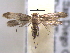  ( - BIOUG06178-B08)  @14 [ ] CreativeCommons - Attribution (2013) CBG Photography Group Centre for Biodiversity Genomics