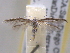  (Coleophora JFL161 - BIOUG06178-C01)  @14 [ ] CreativeCommons - Attribution (2013) CBG Photography Group Centre for Biodiversity Genomics