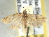  ( - BIOUG06178-D11)  @14 [ ] CreativeCommons - Attribution (2013) CBG Photography Group Centre for Biodiversity Genomics