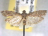  ( - BIOUG06178-F11)  @13 [ ] CreativeCommons - Attribution (2013) CBG Photography Group Centre for Biodiversity Genomics