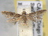  ( - BIOUG06178-G08)  @15 [ ] CreativeCommons - Attribution (2013) CBG Photography Group Centre for Biodiversity Genomics