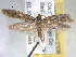  ( - BIOUG06178-H07)  @13 [ ] CreativeCommons - Attribution (2013) CBG Photography Group Centre for Biodiversity Genomics