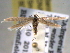  (Coleophora JFL167 - BIOUG06242-G11)  @14 [ ] CreativeCommons - Attribution (2013) CBG Photography Group Centre for Biodiversity Genomics