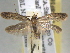  ( - BIOUG06257-C02)  @13 [ ] CreativeCommons - Attribution (2013) CBG Photography Group Centre for Biodiversity Genomics