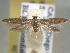  (Blastobasis tarda - BIOUG06257-D03)  @15 [ ] CreativeCommons - Attribution (2013) CBG Photography Group Centre for Biodiversity Genomics