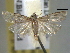  ( - BIOUG06257-G12)  @11 [ ] CreativeCommons - Attribution (2013) CBG Photography Group Centre for Biodiversity Genomics