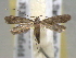  ( - BIOUG06257-H10)  @14 [ ] CreativeCommons - Attribution (2013) CBG Photography Group Centre for Biodiversity Genomics