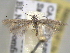  (Coleophora JFL308 - BIOUG06258-H07)  @13 [ ] CreativeCommons - Attribution (2013) CBG Photography Group Centre for Biodiversity Genomics