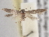  ( - BIOUG09820-G03)  @14 [ ] CreativeCommons - Attribution (2014) CBG Photography Group Centre for Biodiversity Genomics